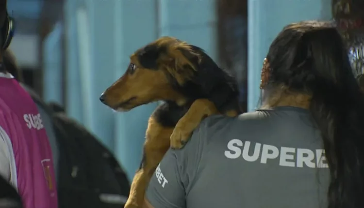 Cachorro invade campo em jogo do campeonato Gaúcho. Monsoon x Grêmio