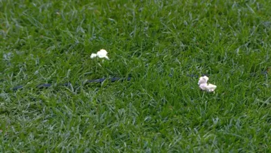 Súmula do Gre-Nal detalha balde lançado da torcida do Grêmio contra banco do Inter Pipocas no gramado