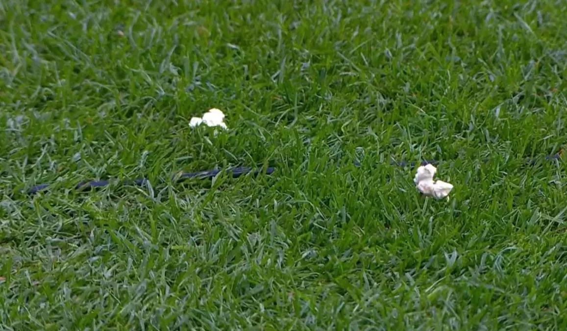Pipocas no gramado