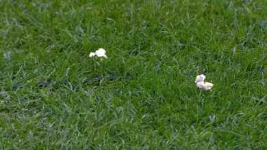 Pipocas no gramado